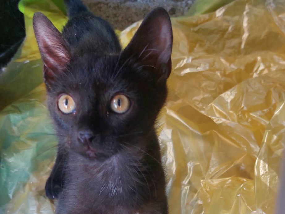 Adozione gatto, maschio, Razza sconosciuta Razza sconosciuta, 3 mesi, taglia non valida, Crotone