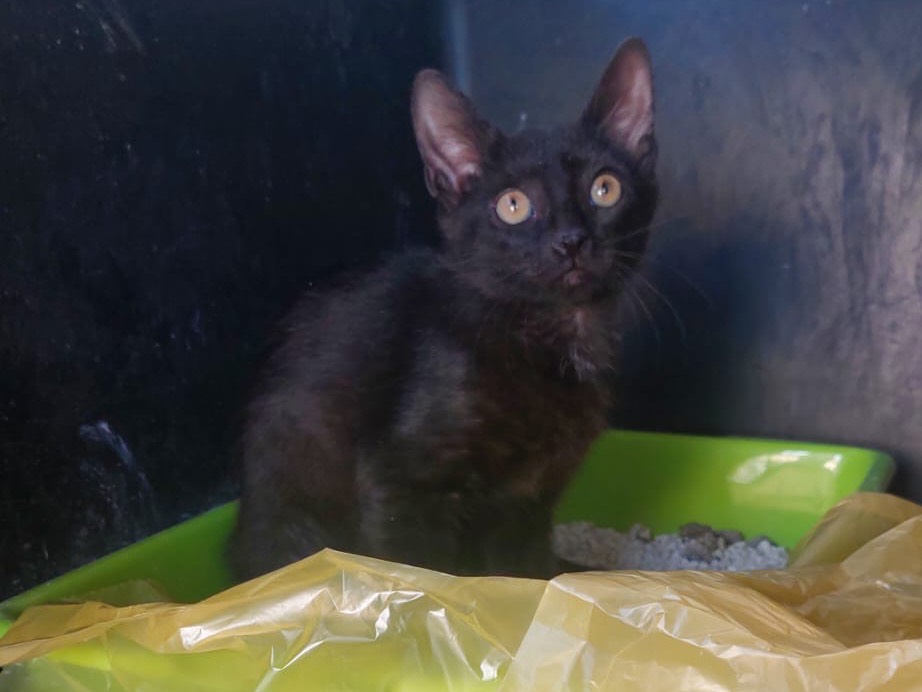 Adotta un gatto, maschio, 3 mesi, Crotone