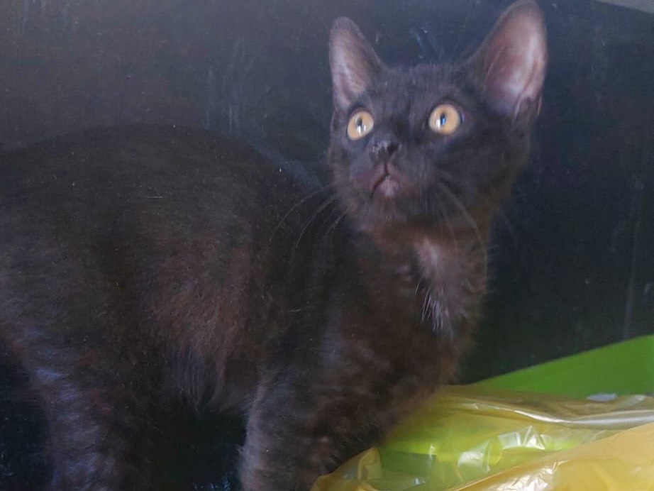 Adotta un gatto, taglia non valida, maschio, Crotone