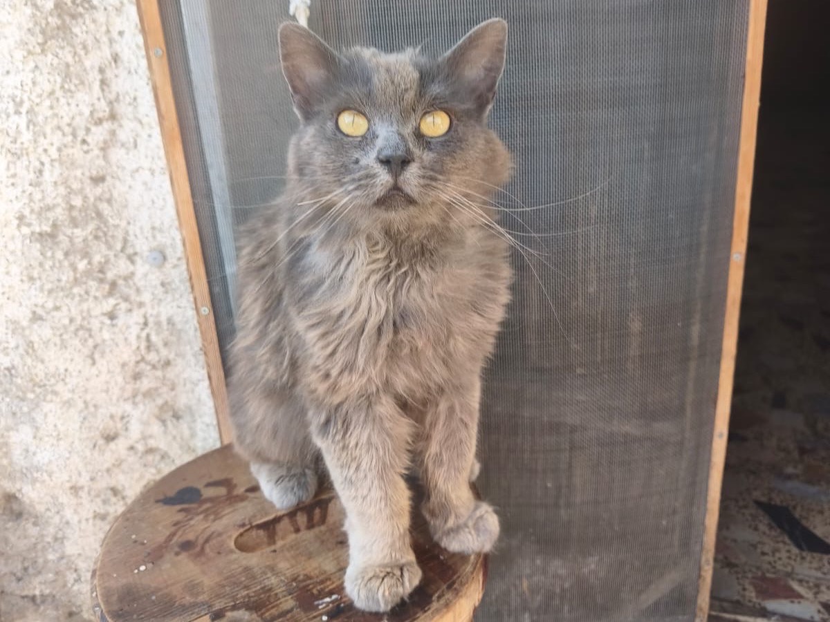 Adozione gatto, maschio, Razza sconosciuta Razza sconosciuta, 5 anni e 1 mese, taglia non valida, Crotone