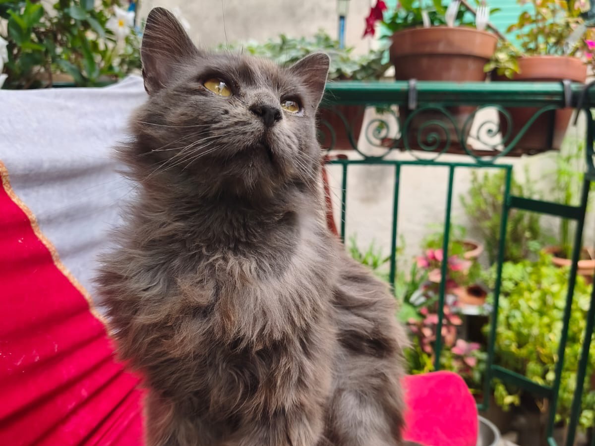 Adotta un gatto, maschio, 5 anni e 1 mese, Crotone