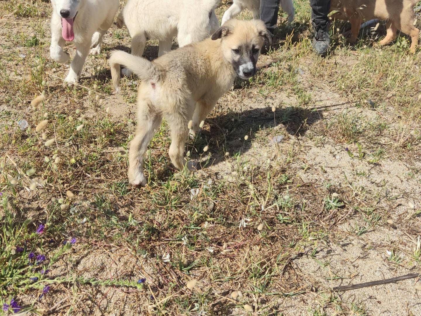 Adotta un cane, maschio, 5 mesi, Novara