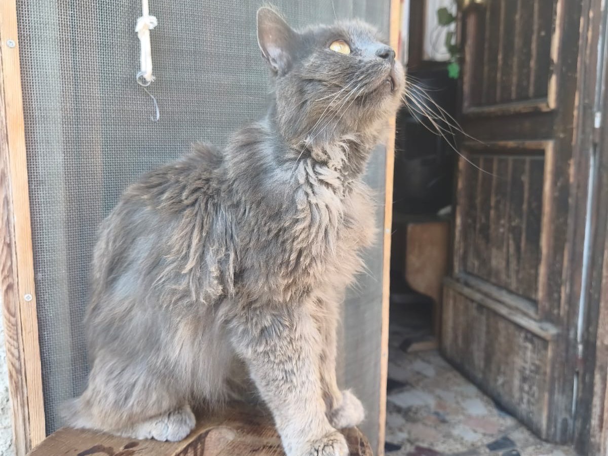 Adotta un gatto, taglia non valida, maschio, Crotone