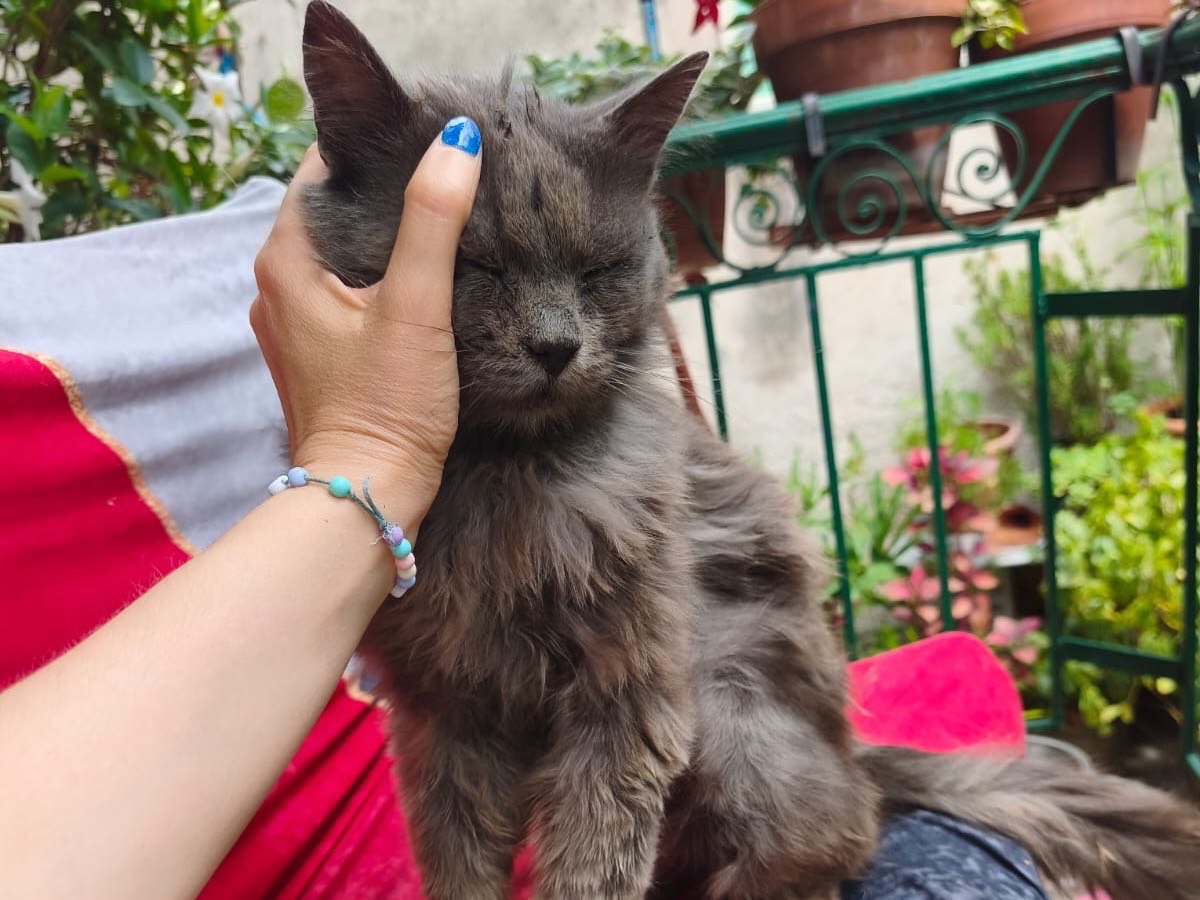 Vuoi adottare un gatto a Crotone?