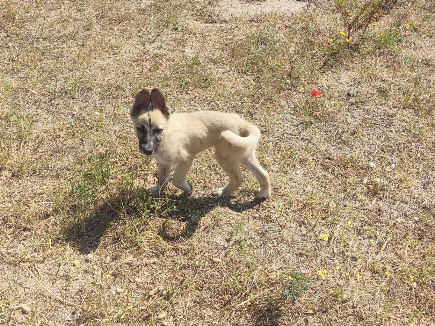 Adozione cane, maschio, Pastore Belga Malinois Razza sconosciuta, 5 mesi, taglia media, Novara