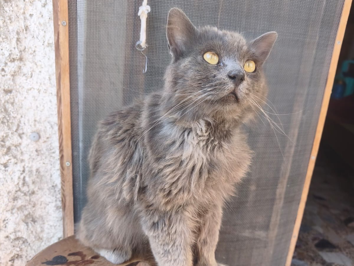 Adotta il gatto BIRBA a Crotone