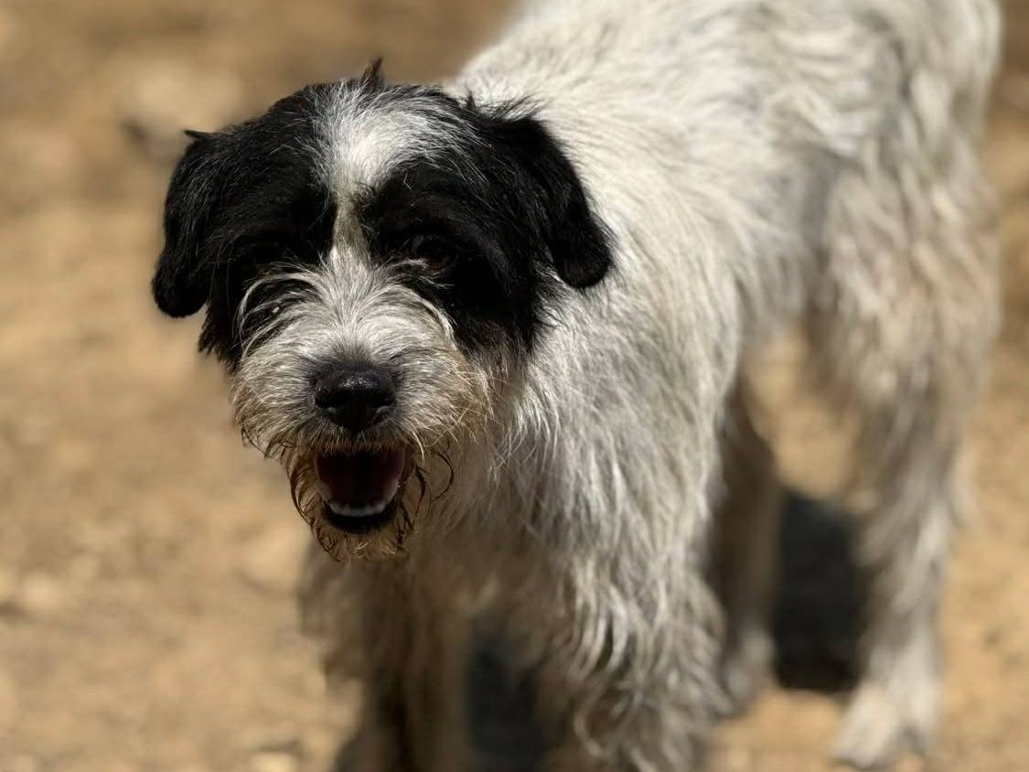 Adotta il cane LISA a Firenze