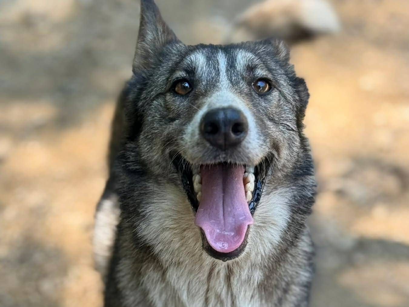 Adotta il cane NORWAY a Firenze