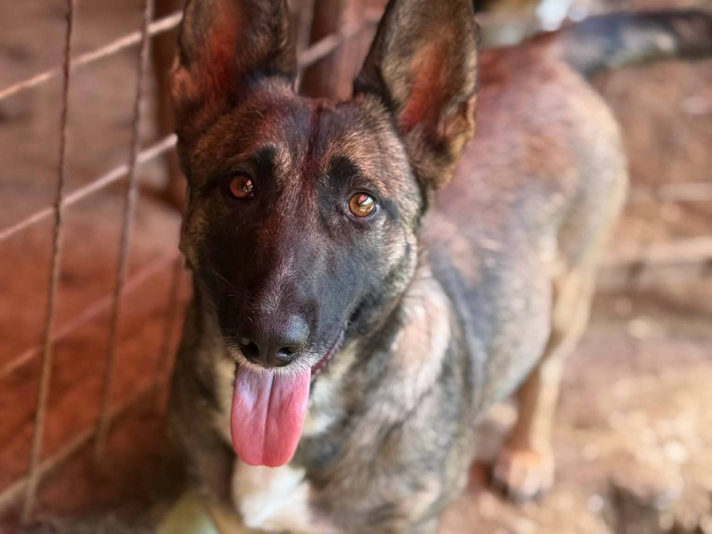 Adotta il cane EVA a Firenze