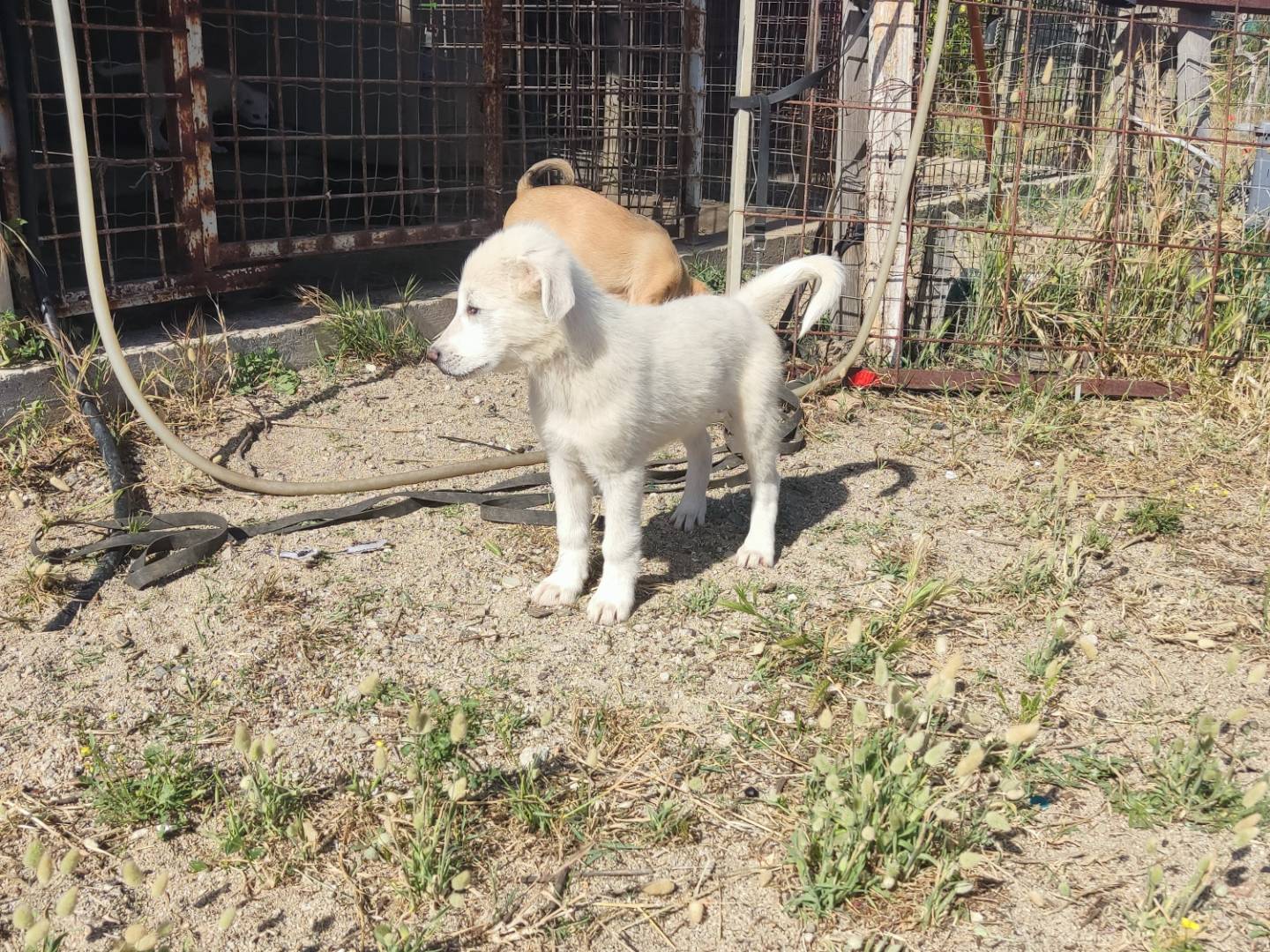 Adotta un cane, femmina, 5 mesi, Varese