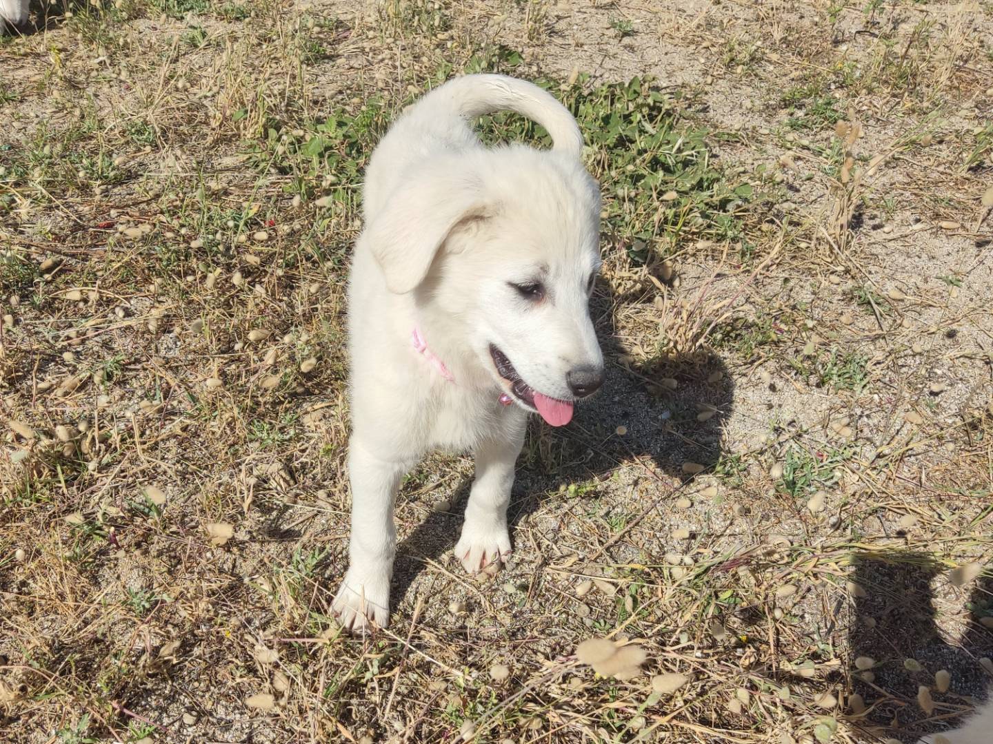 Adozione cane, femmina, Golden Retriever Razza sconosciuta, 5 mesi, taglia grande, Varese