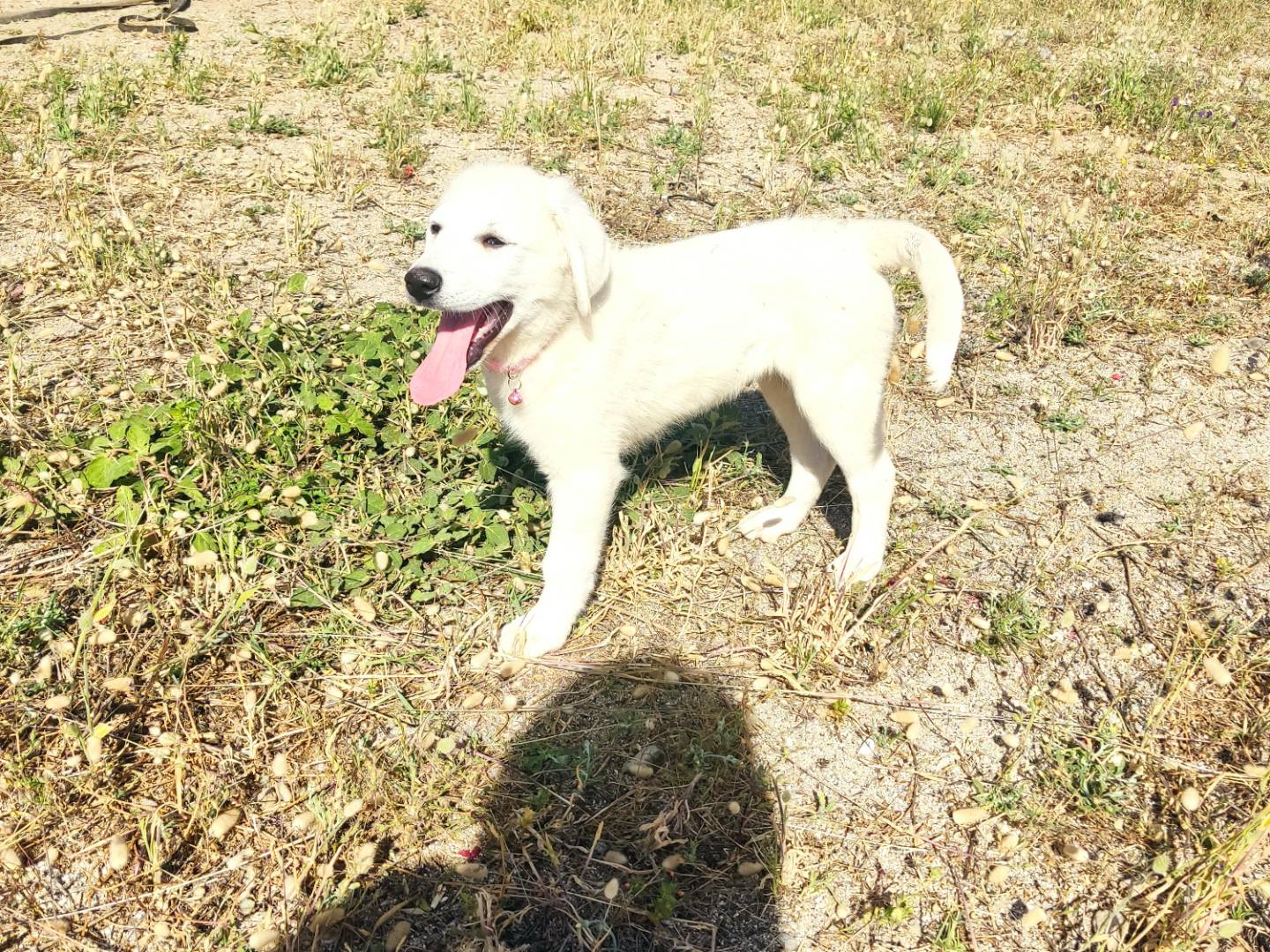 Adotta un cane, taglia grande, femmina, Varese
