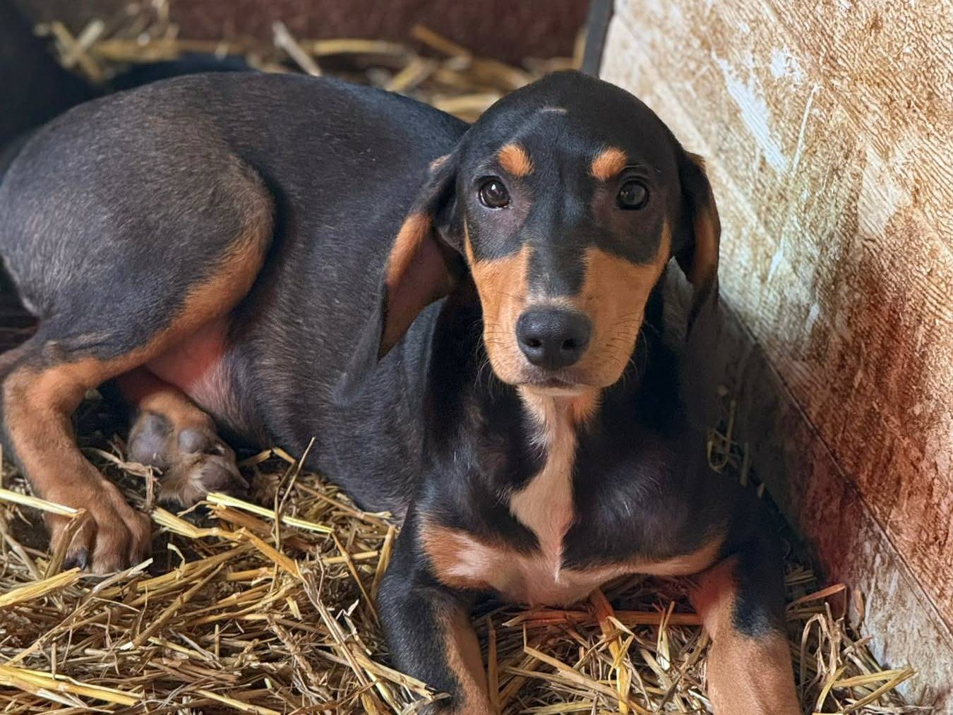 Adozione cane, maschio, Razza sconosciuta Razza sconosciuta, 3 mesi, taglia media, Firenze