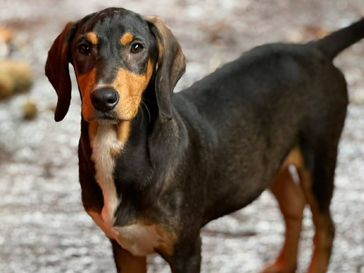 Adotta un cane, maschio, 3 mesi, Firenze