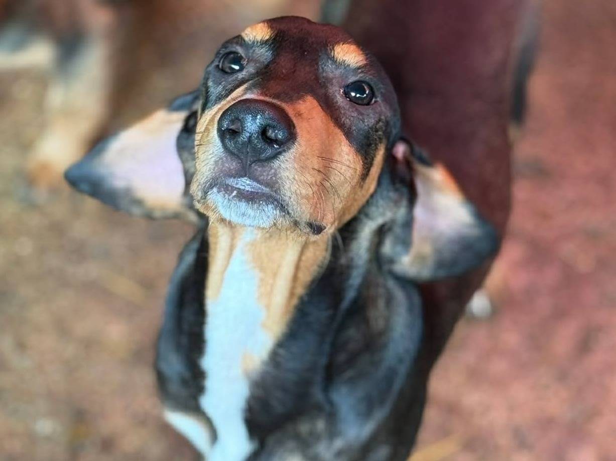 Adotta un cane, taglia media, maschio, Firenze