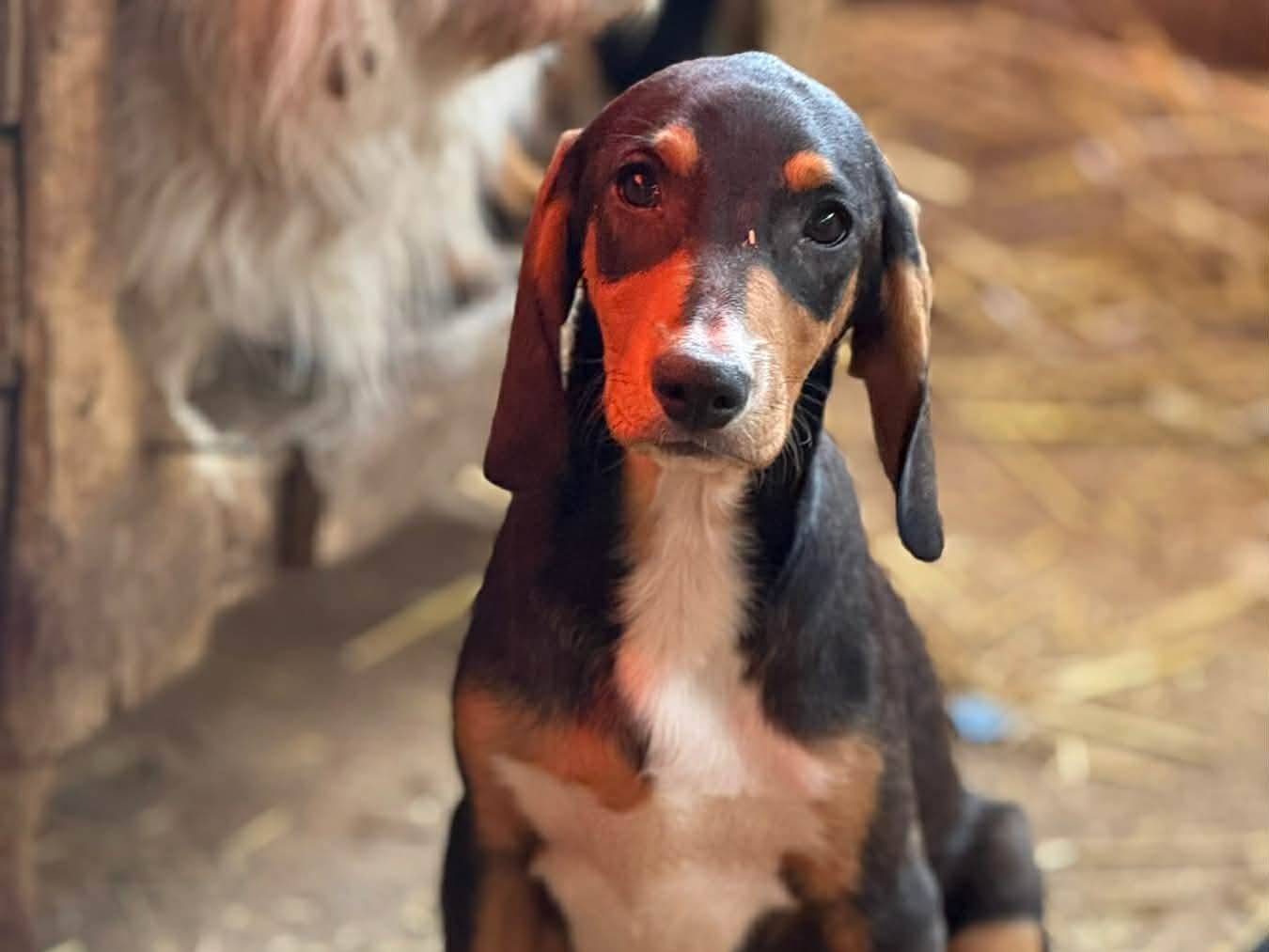 Vuoi adottare un cane a Firenze?