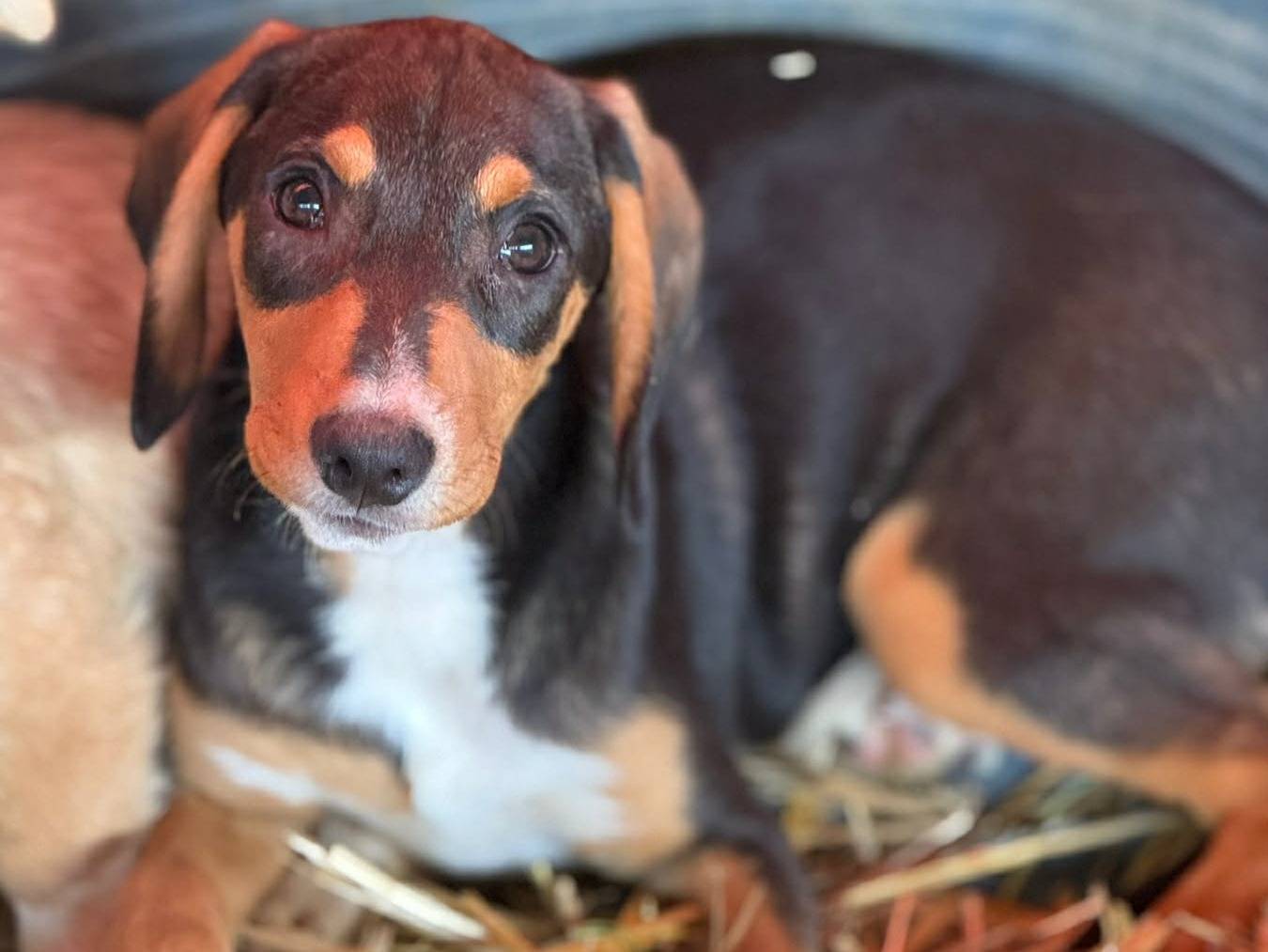 Adotta il cane BRUNO e ZIZI a Firenze
