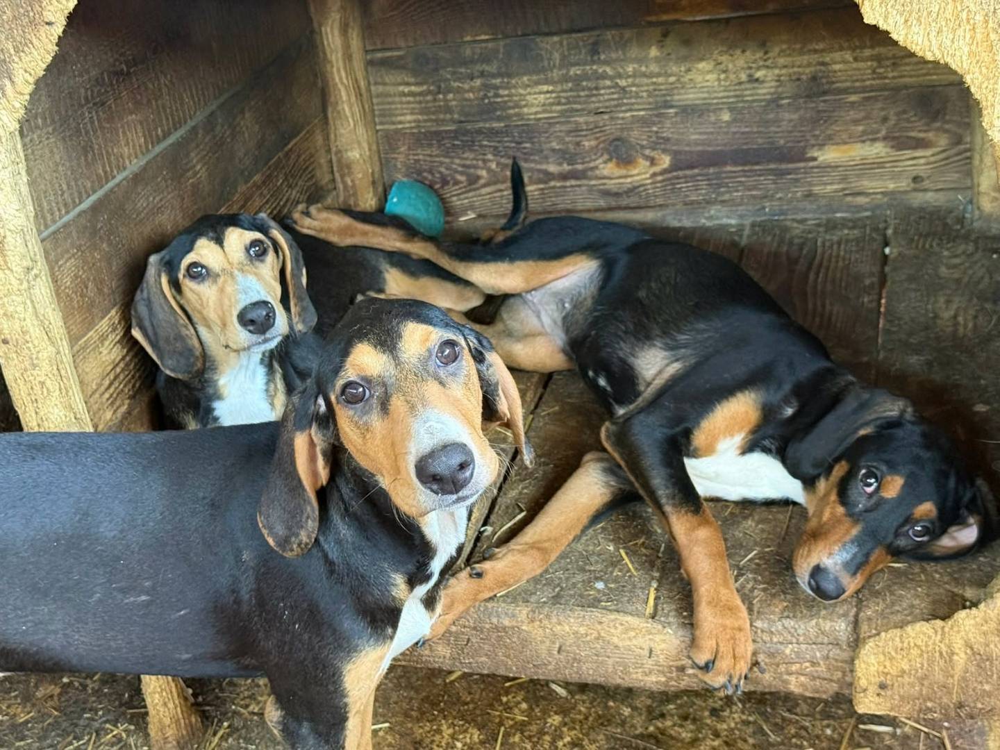 Vuoi adottare un cane a Firenze?