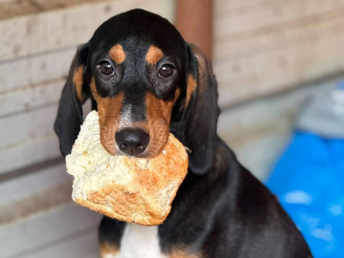 Adozione cane, femmina, Razza sconosciuta Razza sconosciuta, 4 mesi, taglia media, Firenze