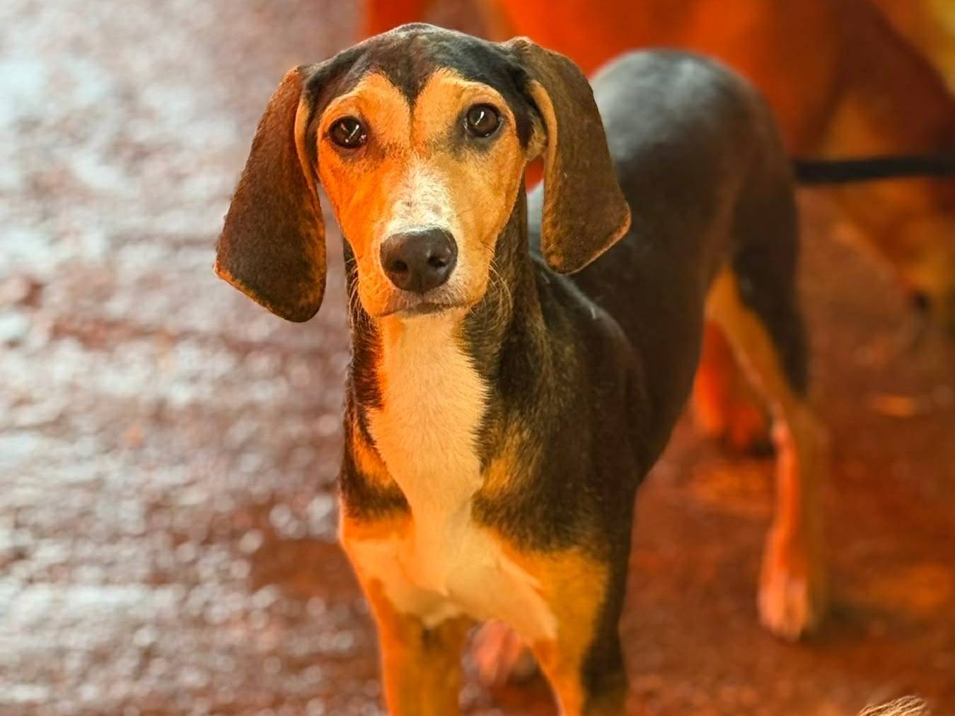 Adotta un cane, taglia media, femmina, Firenze