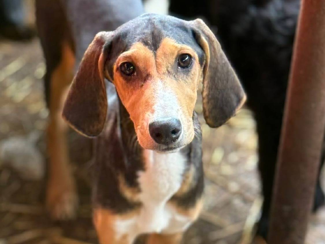 Adotta un cane, femmina, 4 mesi, Firenze
