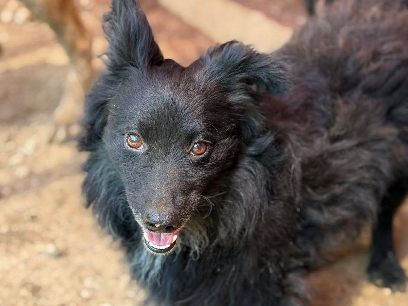 Adotta il cane WOLLY a Firenze