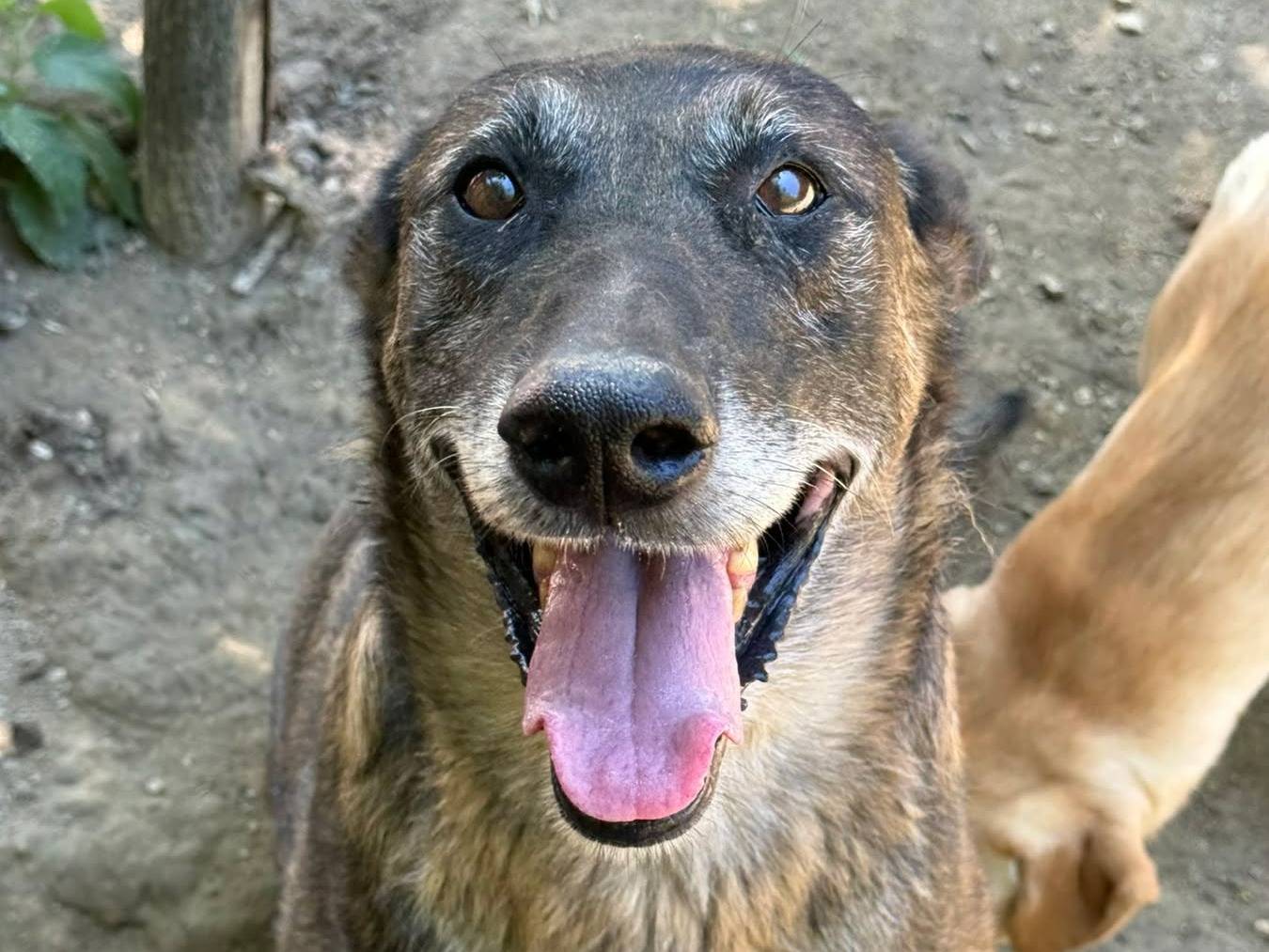 Vuoi adottare un cane a Firenze?
