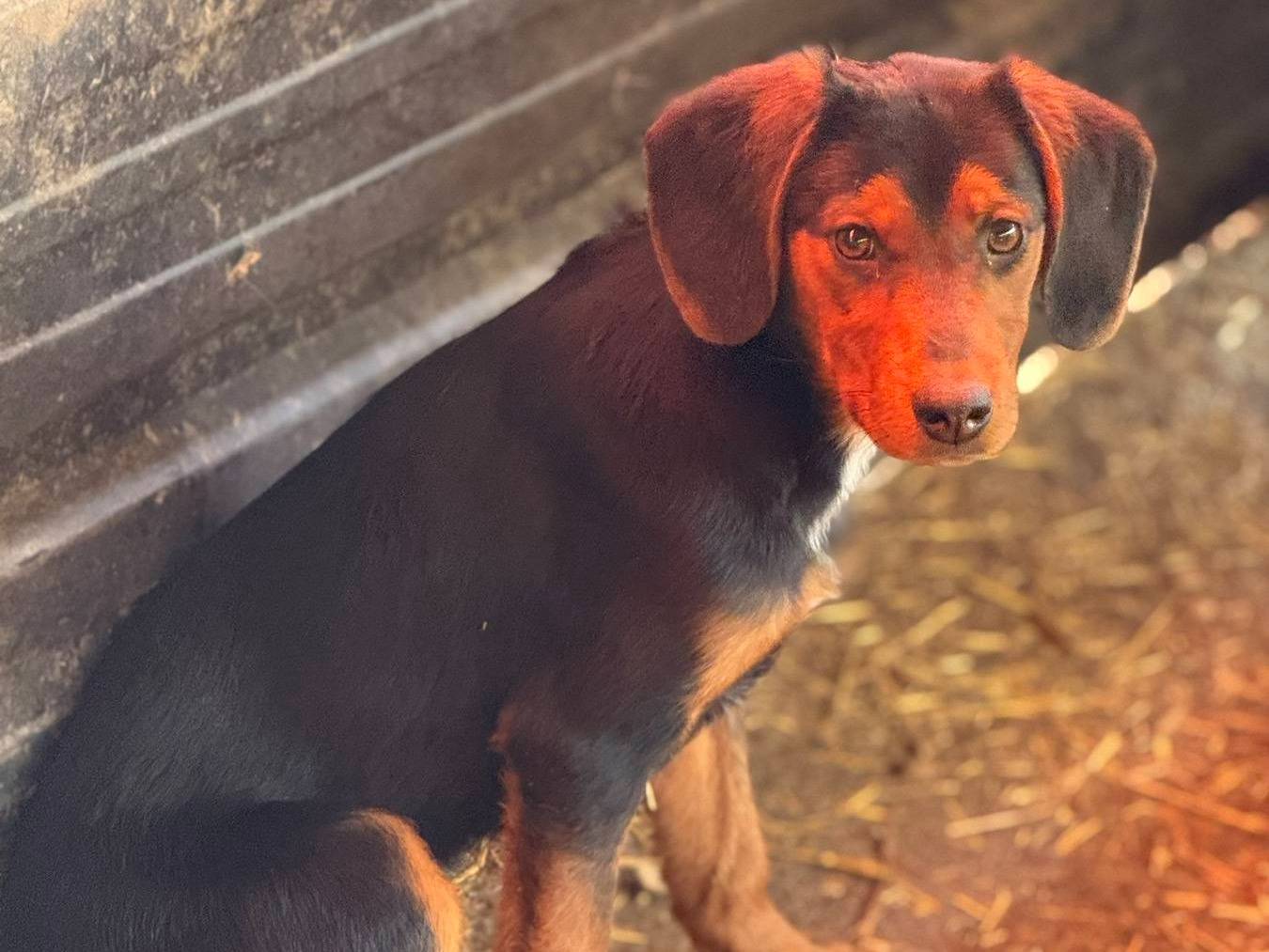 Adotta il cane VICTORIA a Firenze