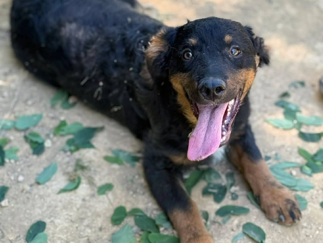 Adotta un cane, taglia media contenuta, maschio, Firenze