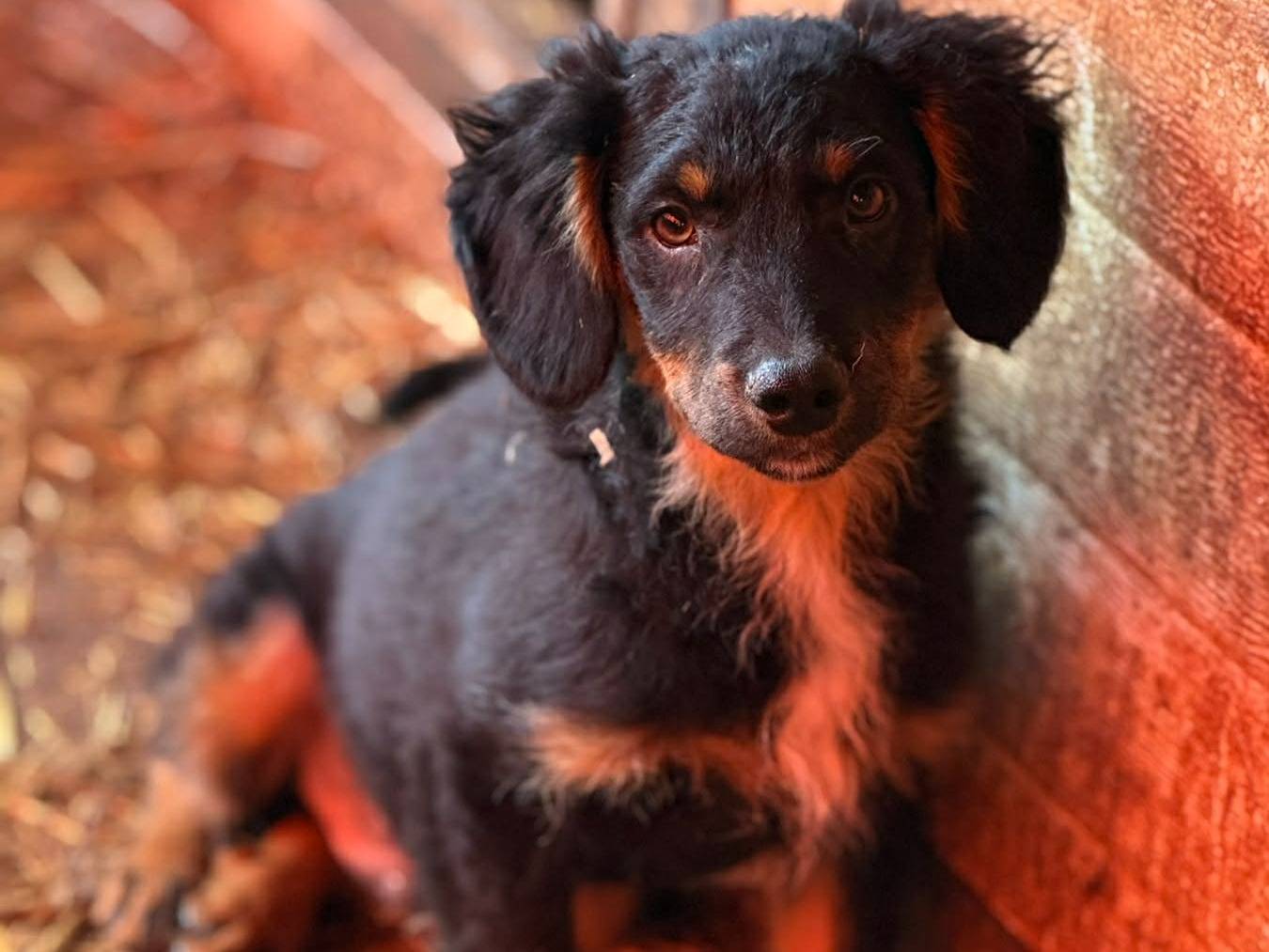 Adozione cane, maschio, Razza sconosciuta Razza sconosciuta, 2 mesi, taglia media contenuta, Firenze