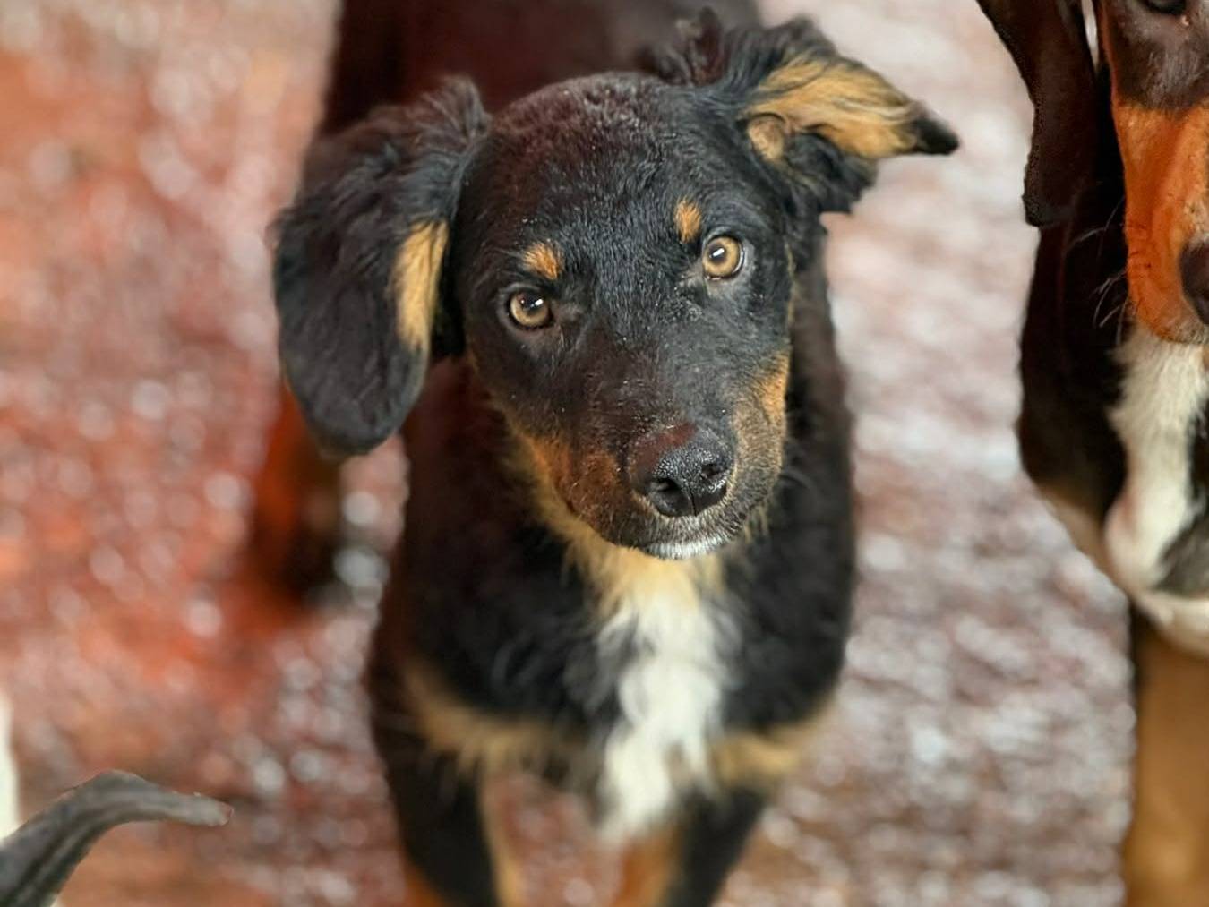 Vuoi adottare un cane a Firenze?
