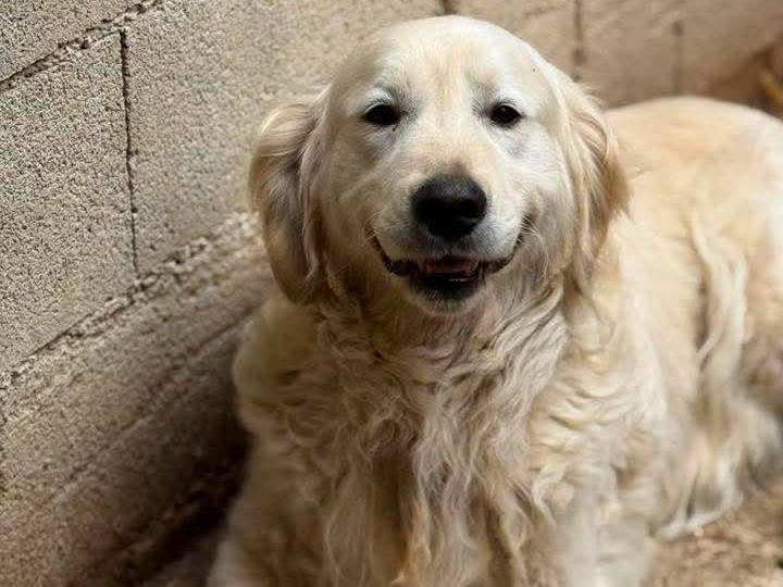 Adotta il cane MARLON a Firenze