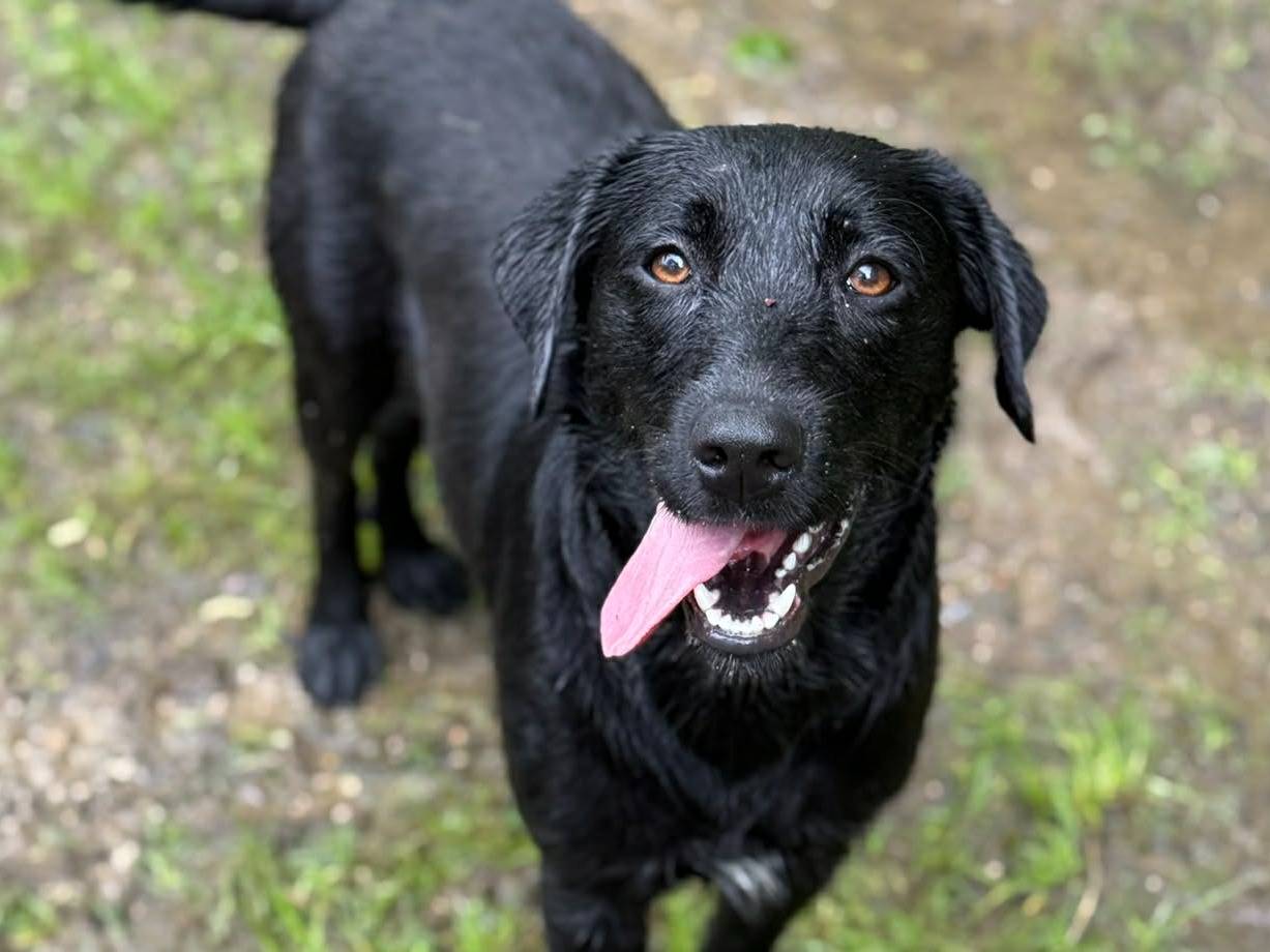 Adozione cane, femmina, Razza sconosciuta Razza sconosciuta, 1 anno e 2 mesi, taglia media contenuta, Firenze