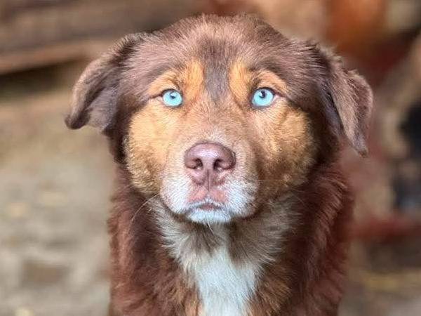 Adozione cane, maschio, Razza sconosciuta Razza sconosciuta, 3 anni e 10 mesi, taglia media, Firenze