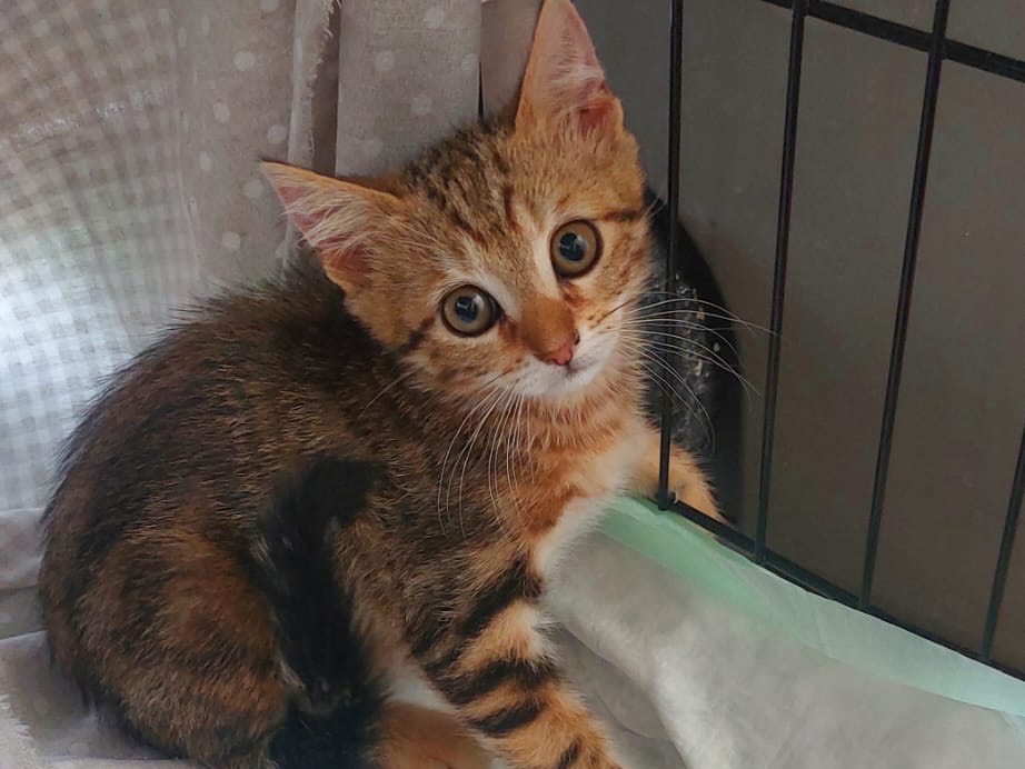 Adozione gatto, maschio, Razza sconosciuta Razza sconosciuta, 3 mesi, taglia non valida, Crotone