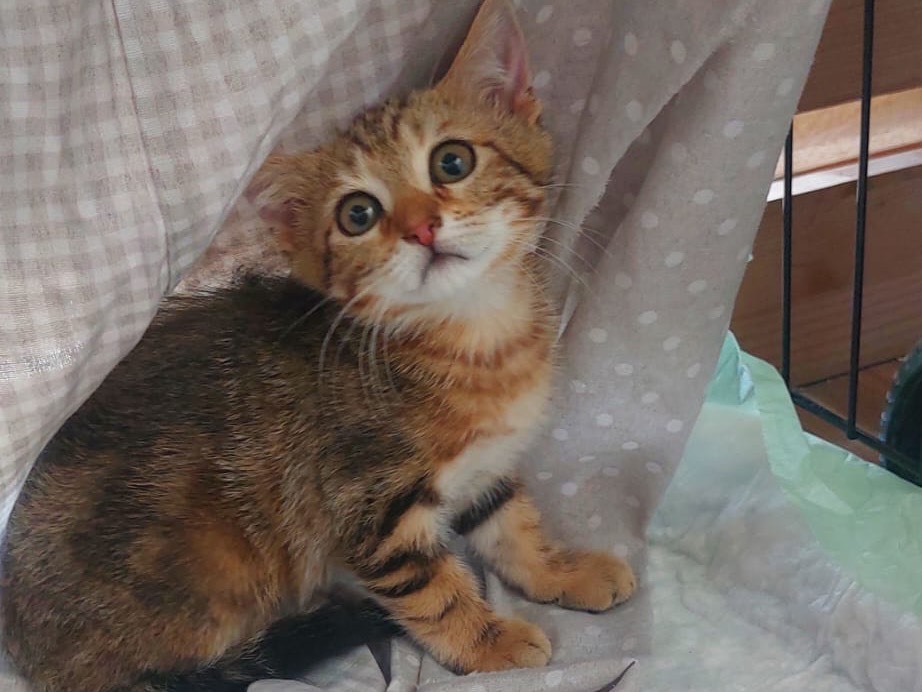 Adotta un gatto, maschio, 3 mesi, Crotone