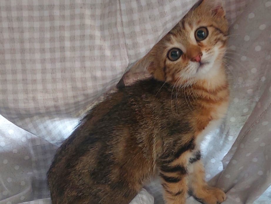 Adotta un gatto, taglia non valida, maschio, Crotone