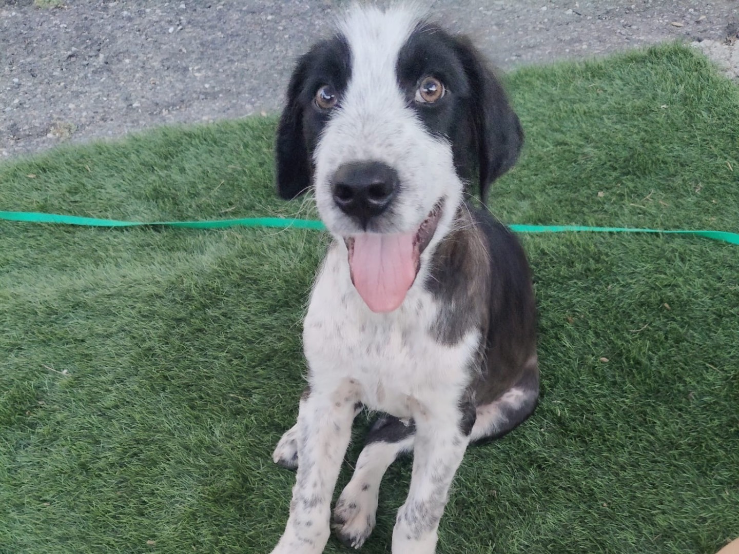 Adozione cane, maschio, Razza sconosciuta Razza sconosciuta, 4 mesi, taglia media, Crotone