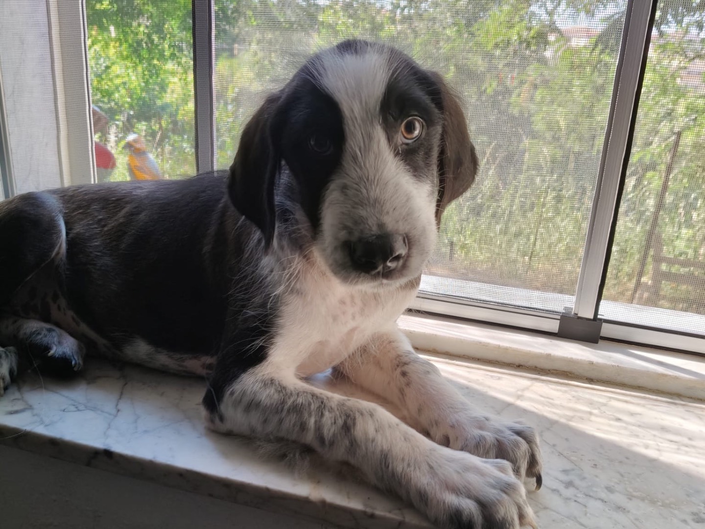 Adotta un cane, maschio, 4 mesi, Crotone