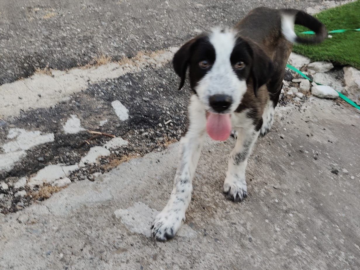 Vuoi adottare un cane a Crotone?