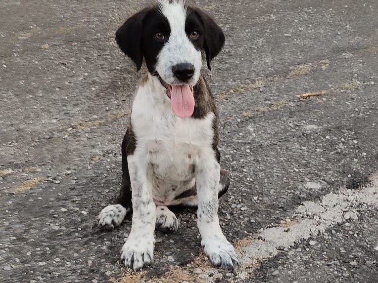 Adotta il cane LUPO a Crotone