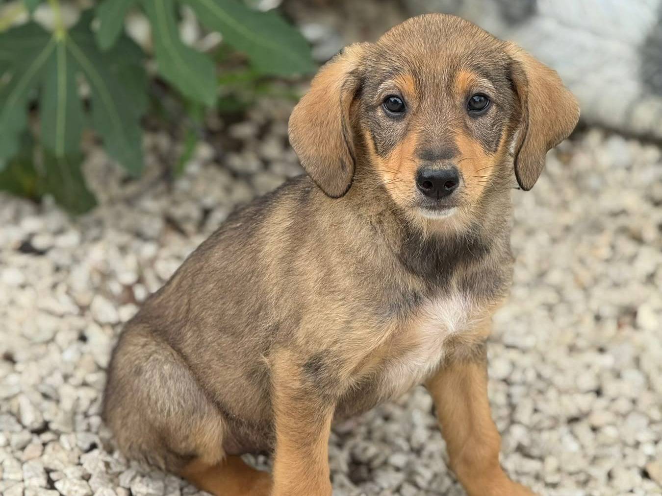 Adozione cane, maschio, Razza sconosciuta Razza sconosciuta, 2 mesi, taglia media contenuta, Firenze
