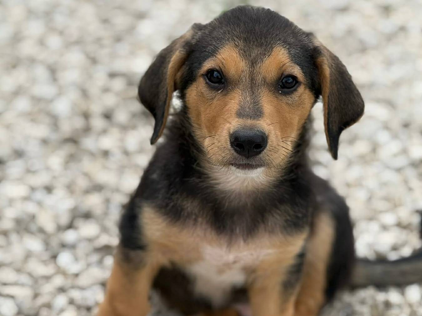 Adotta un cane, maschio, 2 mesi, Firenze
