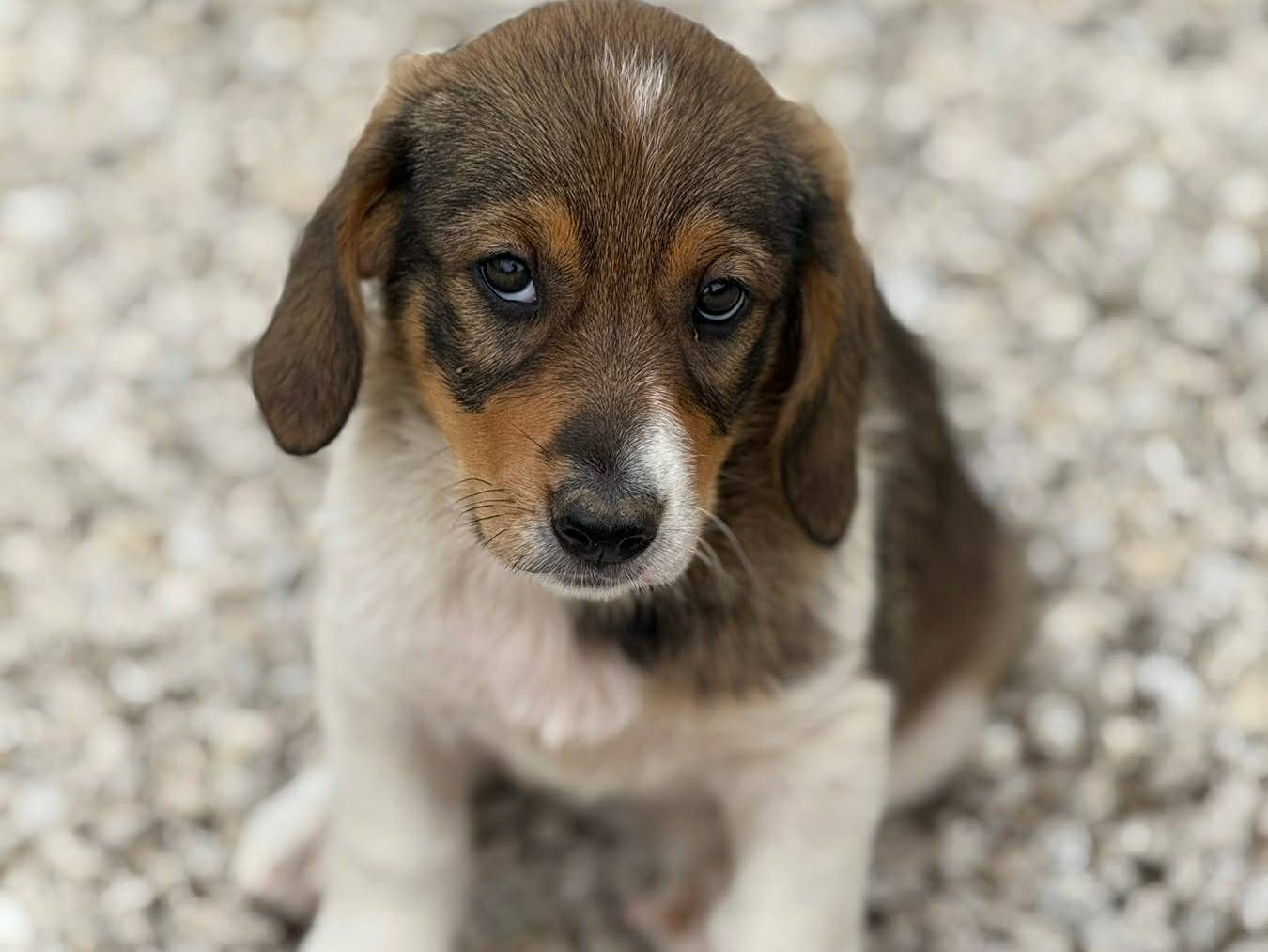 Adozione cane, femmina, Razza sconosciuta Razza sconosciuta, 3 mesi, taglia media contenuta, Firenze