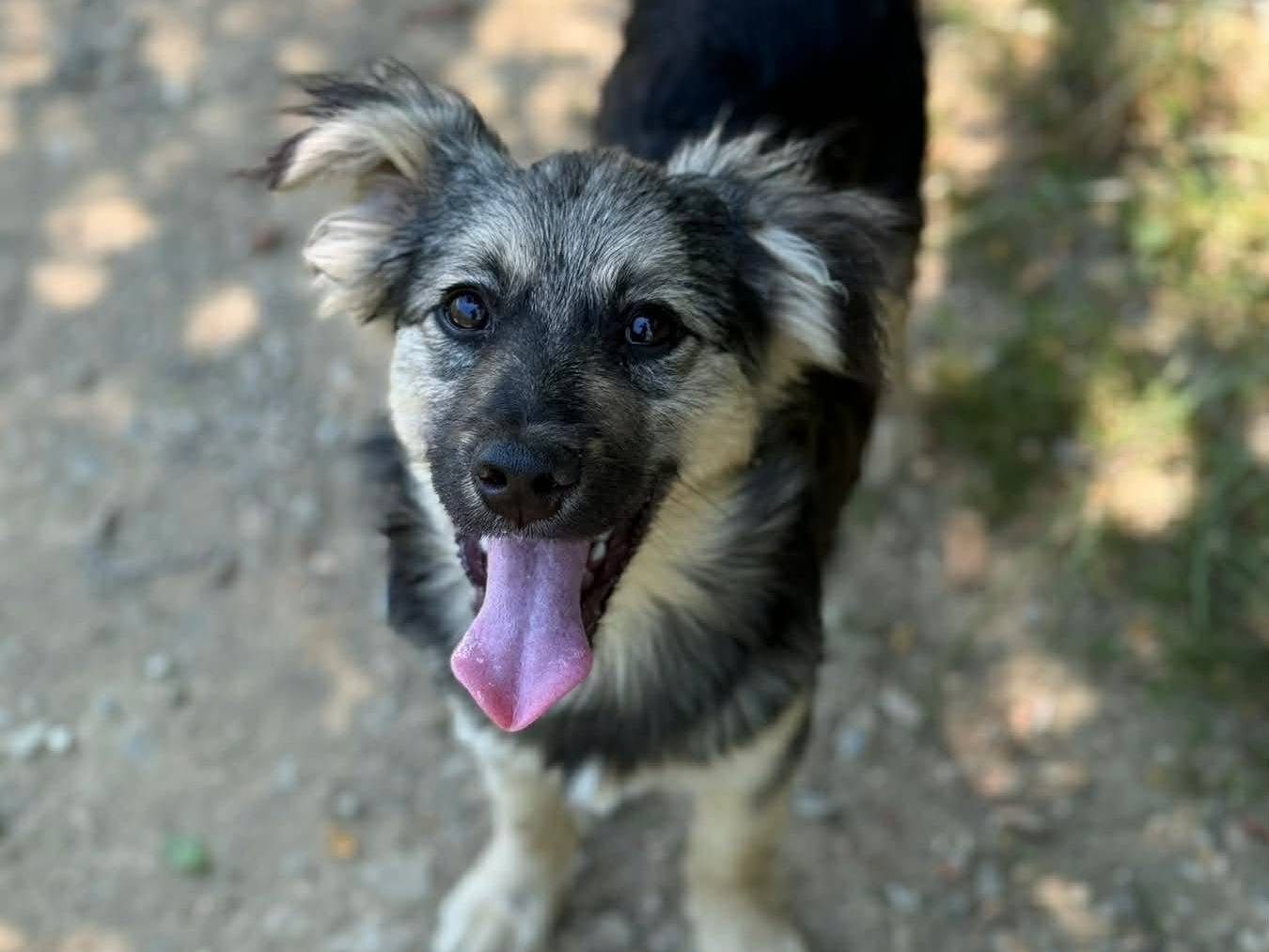 Vuoi adottare un cane a Firenze?