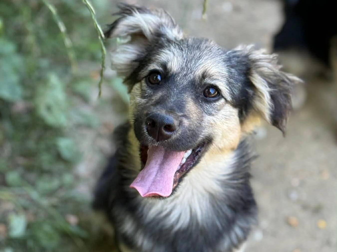 Adotta un cane, taglia media contenuta, maschio, Firenze