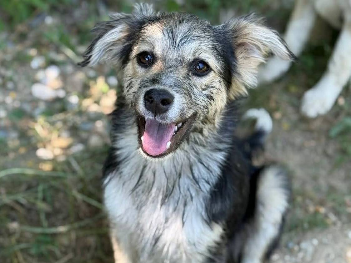 Adozione cane, maschio, Razza sconosciuta Razza sconosciuta, 4 mesi, taglia media contenuta, Firenze