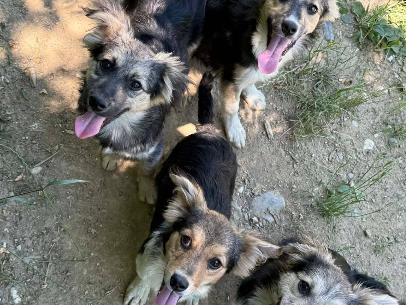 Adotta il cane BOUNTY e MILKYWAY a Firenze