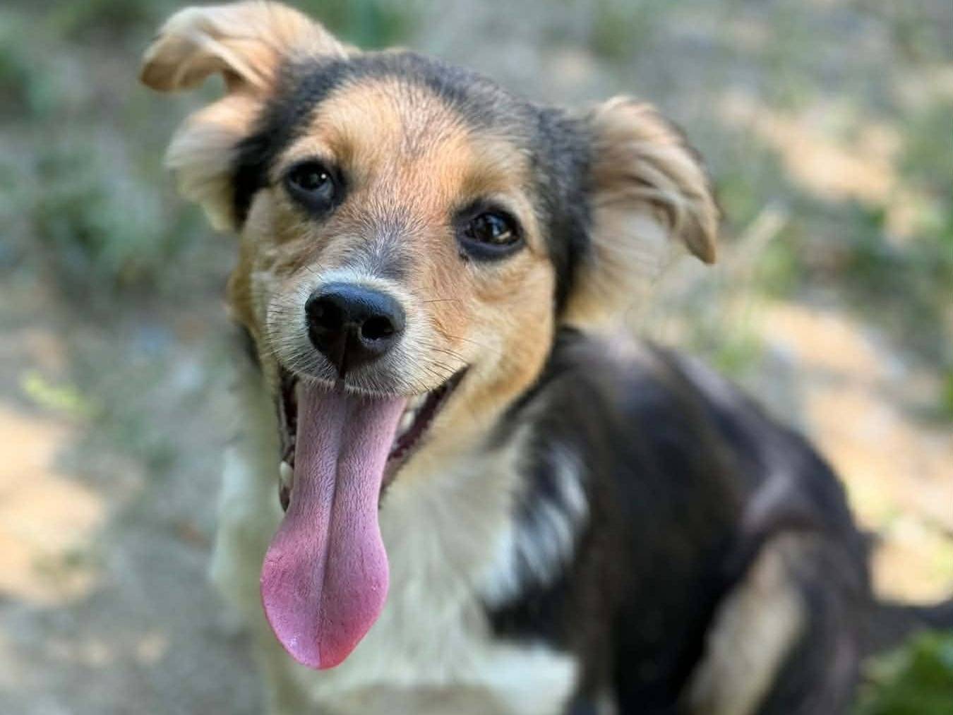 Adozione cane, femmina, Razza sconosciuta Razza sconosciuta, 4 mesi, taglia media contenuta, Firenze