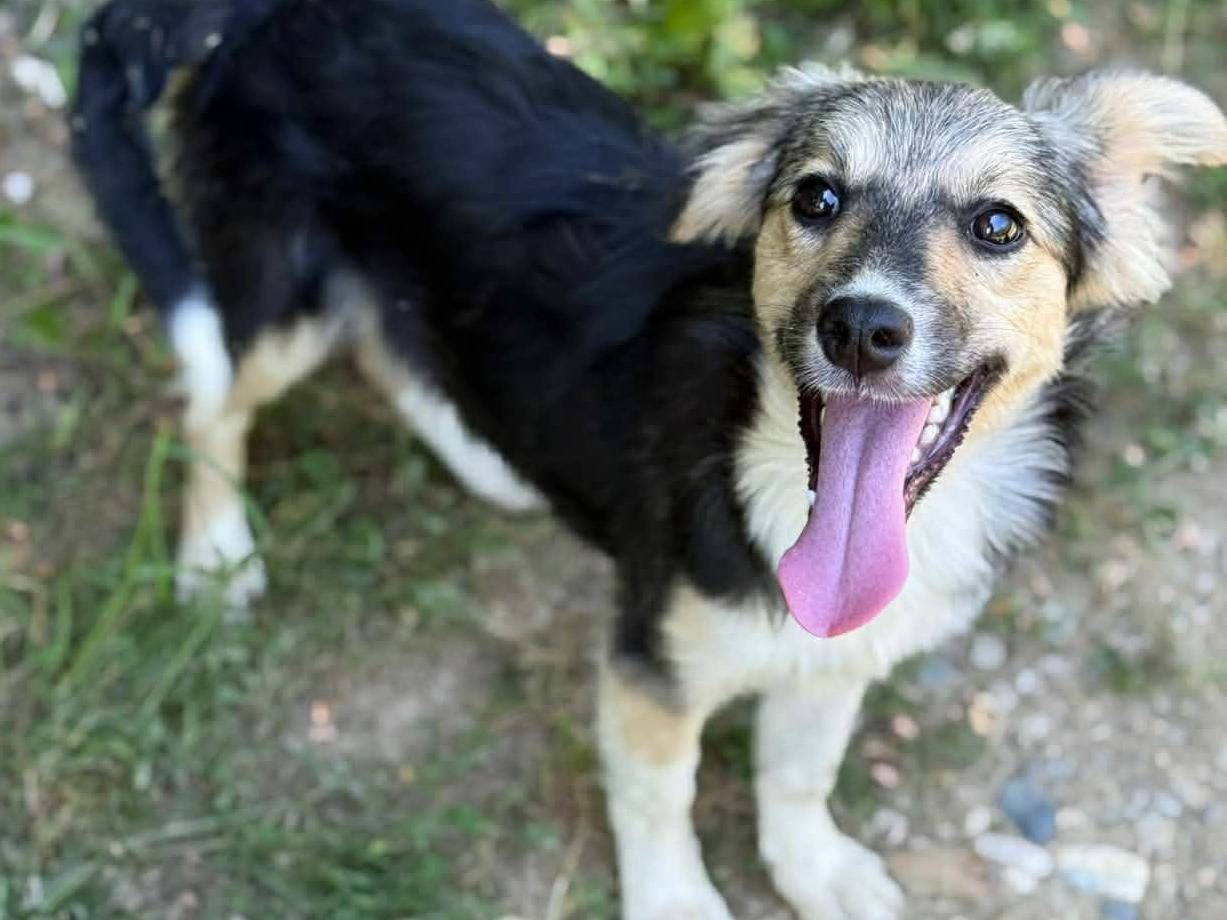 Adotta un cane, taglia media contenuta, femmina, Firenze